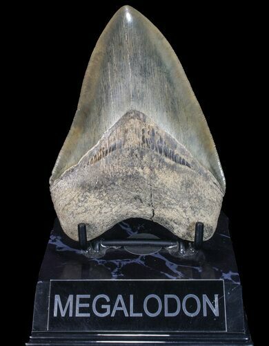 Fossil Megalodon Tooth - Georgia #75791